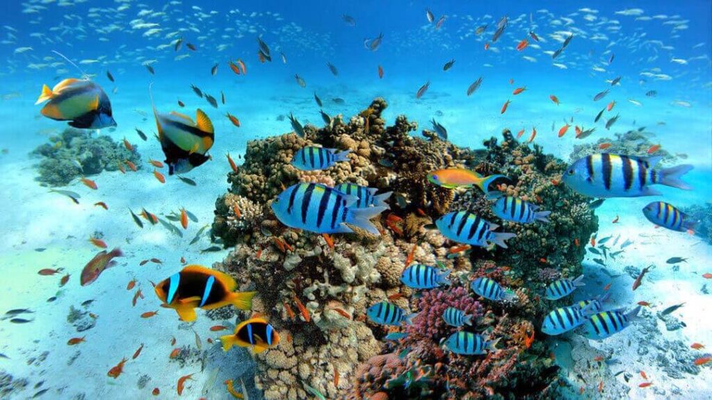 A vibrant underwater scene filled with a variety of colorful fish swimming among coral and sea plants.