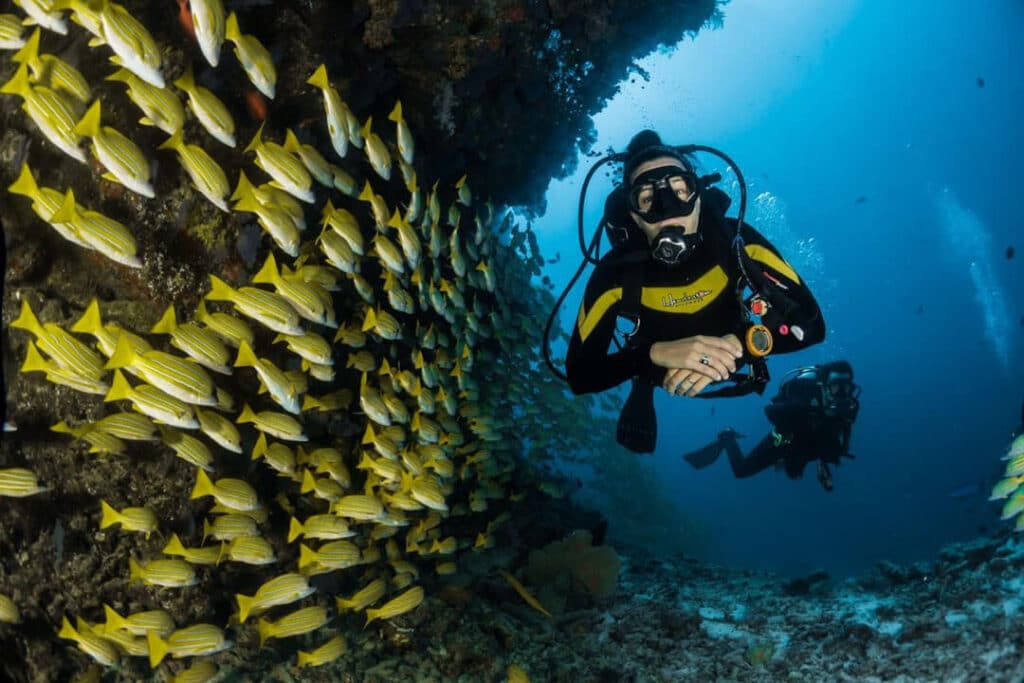 Two divers dive near schools of colorful Red Sea fish.