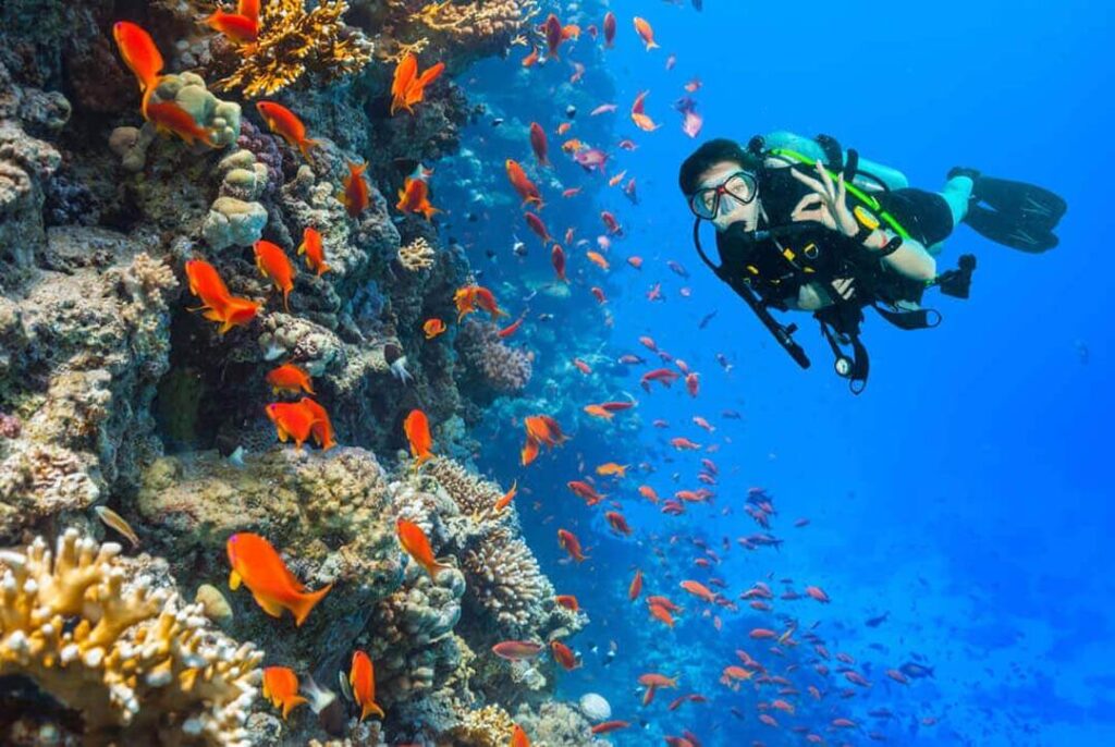 A scuba diver photographs a colorful coral reef, highlighting the wonders of marine life beneath the ocean's surface.