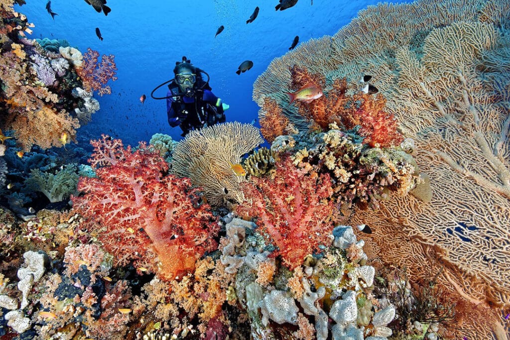 A diver explores the vibrant coral reef, surrounded by colorful marine life and clear blue waters.