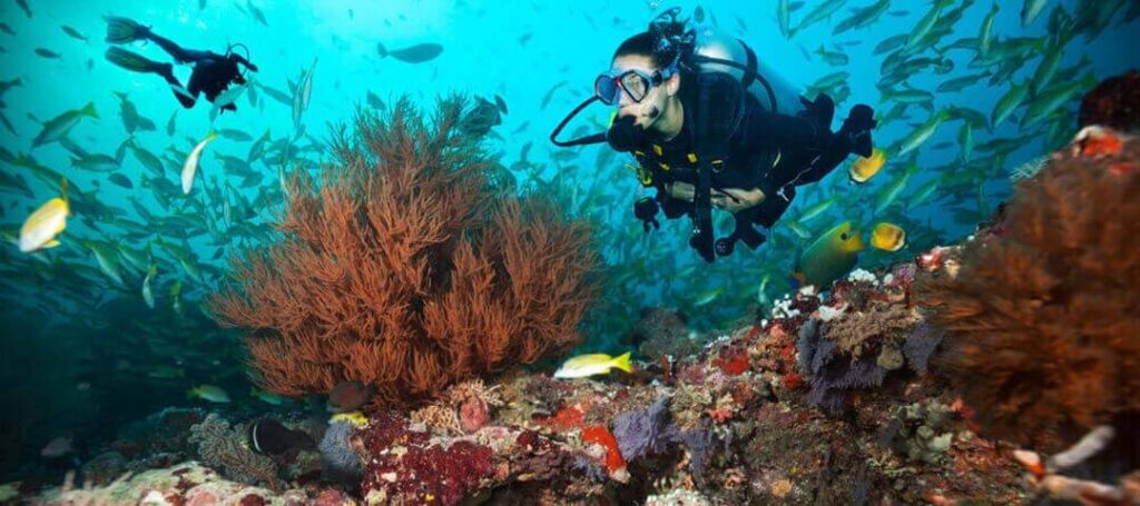 A scuba diver explores a stunning coral reef, showcasing the beauty of underwater ecosystems.